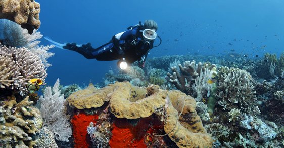 Jedním z nejohroženějších ekosystémů je Velký bariérový útes u Austrálie - ilustrační snímek