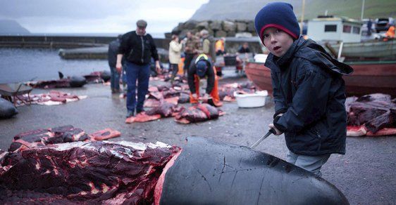Trochu jiná zabijačka: Krvavá fotoreportáž z tradičního faerského lovu velryb