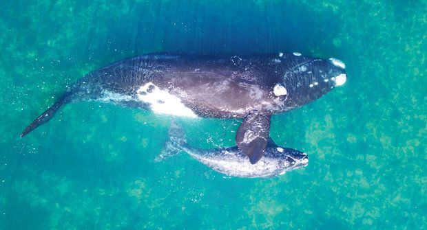 Jak se váží velryba: Drony místo váhy