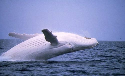 Bílá velryba se hned tak nevidí