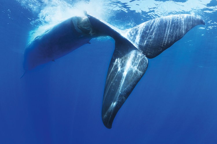 Co dělá velryba? Velkým ocasem hýbá