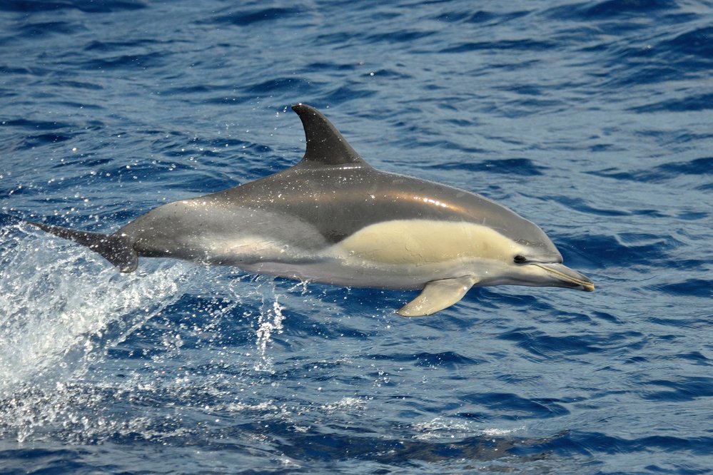 Na přelomu ledna a února roku 2012 uvízlo  na písečné kose Cape Cod při východním  pobřeží USA 178 delfínů obecných 