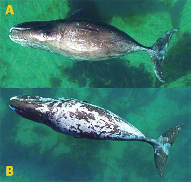 Záběry z dronu ukazují rozdíly mezi velrybou, která se ještě nezačala svlékat (A), a jinou, která už má většinu pokožky obměněnou (B)