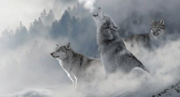 Losi versus vlci