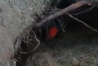 Les jako minové pole: U Jakule řádil další kopáč vltavínů, v jámě ho vyčmuchal policejní pes