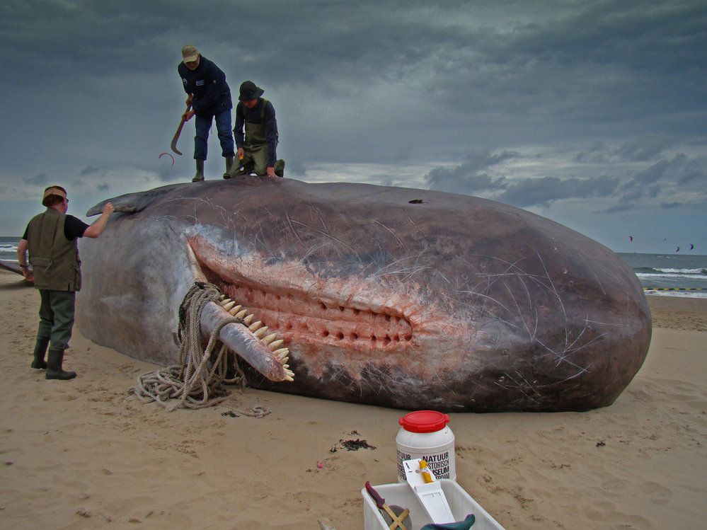 Tragédie na pláži: Této velrybě už není pomoci