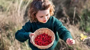 Vyrazte s dětmi na šípky. Jsou plné vitaminů a posilují imunitu. Udělejte z nich čaj, sirup nebo džem Vyrazte s dětmi na šípky. Jsou plné vitaminů a posilují imunitu. Udělejte z nich čaj, sirup nebo džem