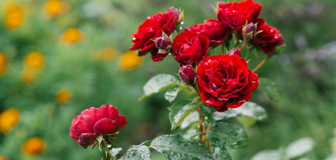 7 ověřených tipů, jak pečovat o zahradní růže