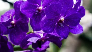Září a říjen jsou pro orchideje zlomové měsíce. Co s nimi udělat teď, aby vám v zimě nádherně kvetly? Září a říjen jsou pro orchideje zlomové měsíce. Co s nimi udělat teď, aby vám v zimě nádherně kvetly?