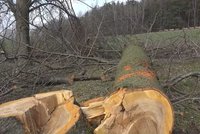 Vandal brutálně poškodil desítky stromů v Zašové na Vsetínsku! Mnoho jich museli rovnou pokácet