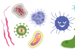 Když se řekne streptokok, většina z nás se domnívá, že jde o bakterii způsobující nemoc. Obvykle si vzpomeneme na angínu. Ne každý ale ví, že bakterie rodu Streptococus jsou vlastně běžnou součástí mikroflóry naší kůže a sliznic a že onemocnění způsobují jen některé patogenní druhy. Která onemocnění kromě angíny streptokoky vyvolávají? Jak jim předcházet a jak se léčí?