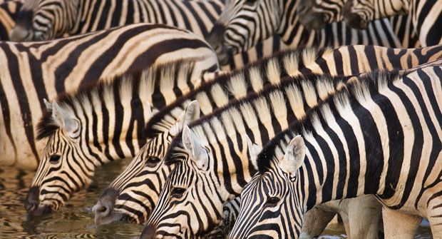 Černobílý repelent: Proč jsou zebry pruhované