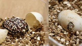 Radost v plzeňské zoo: Odchovali unikátní želvičku trpasličí
