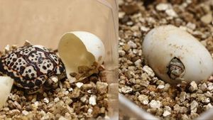 Radost v plzeňské zoo: Odchovali unikátní želvičku trpasličí