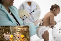 Čeští lékaři popsali problémy s virem zika. Zdlouhavé jsou hlavně testy