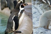 Klokanům v Táboře tuhá zima nevadí, tučňáci v Praze se před mrazy schovali