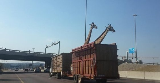 Poslední fotografie žiraf před nehodou.