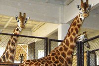Žirafí máma Ella si hlídá prvního potomka