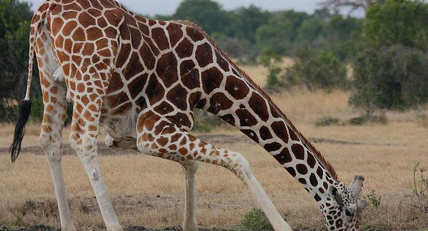 Žirafy padlé na hlavu