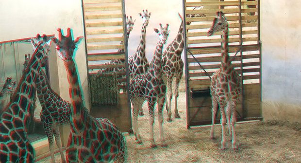 Dlouhonohé fotomodelky: Jak jsme fotili žirafy ve 3D