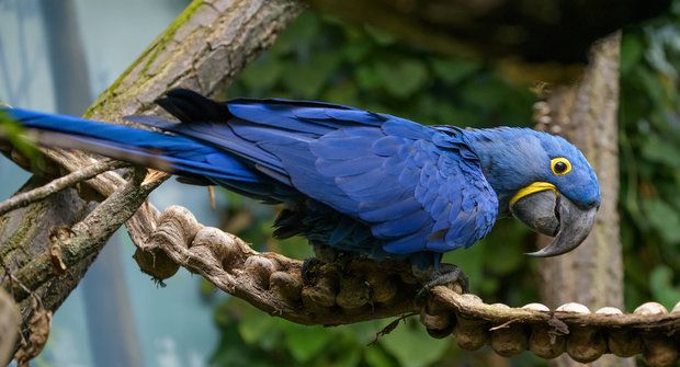 Zoo Praha otevřela nový svět papoušků