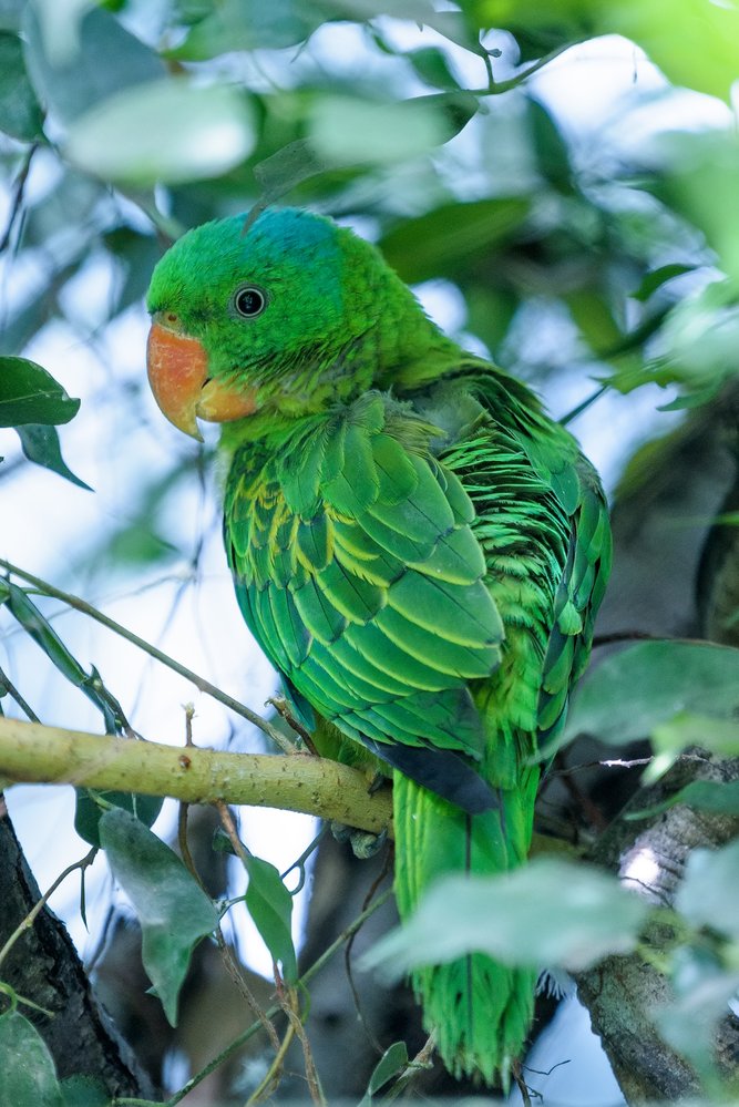 Mada modrotemenný, papoušek nezvyklého jména, obývá deštné lesy i plantáže více než čtyřicítky ostrovů tropických Filipín. V zoologických zahradách i soukromých chovech je skutečnou raritou. V Česku odchovala první mláďata v roce 2016 právě Zoo Praha