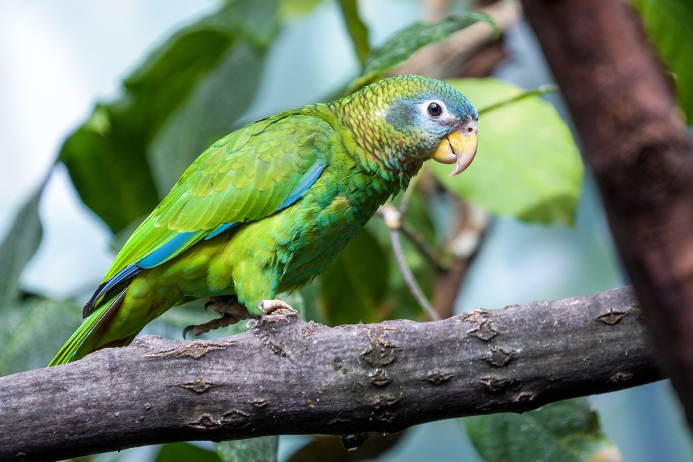 Tropické lesy v krasových oblastech Jamajky jsou domovem mnoha ptačích druhů, které nežijí nikde jinde na světě, včetně amazoňanů jamajských. Pražský chov těchto vzácně chovaných papoušků patří k nejúspěšnějším na světě, proto pro ně vedeme Evropskou plemennou knihu