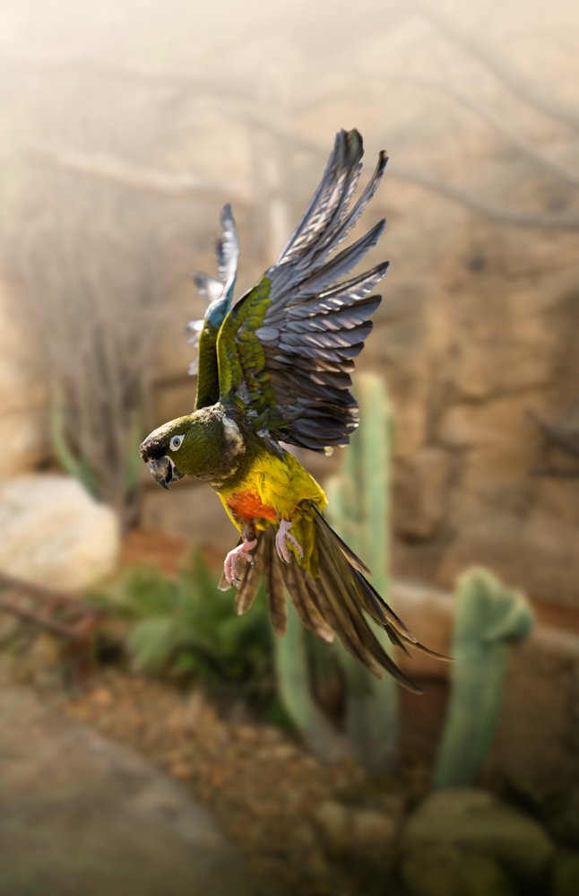 Papoušek patagonský chilský, otužilý Jihoameričan z chladných oblastí Patagonie a podhůří Jižních And hnízdí na papoušky poměrně nezvykle: v norách ve strmých svazích