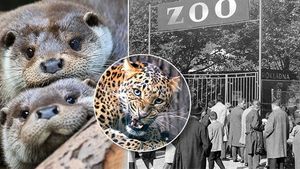 Zoo Plzeň slaví 100 let: Začínali na rybičkách, teď nejvíce táhnou žirafy