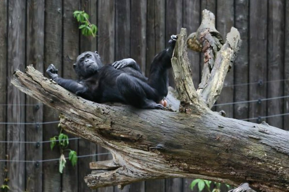 Zoo Plzeň - šimpanzi si ve své venkovní expozici požitkářsky lebedí.