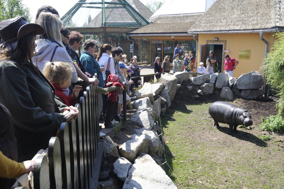 Návštěvníky plzeňské zoo  dokáže nadchnout například hrošík liberijský.