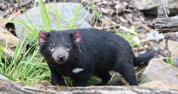 Tasmanian devils or bear devils in the Darwin Crater exhibition at the Prague Zoo.