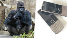 Staré telefony zachraňují gorily: Do Zoo Praha mohou návštěvníci nosit nepotřebnou elektroniku