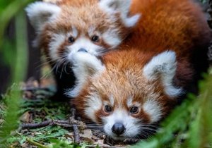Red panda cubs in the Prague Zoo.