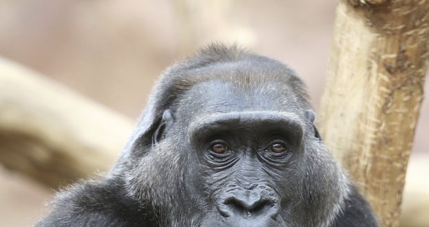 Gorilla Kamba is 50 years old.