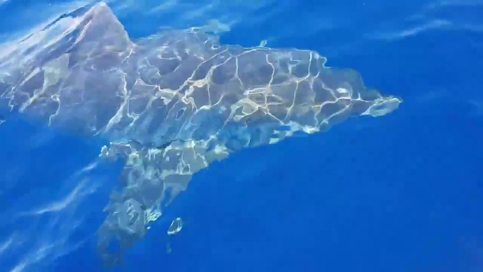 U italského ostrova Lampedusa kroužil šestimetrový žralok bílý kolem malé lodi.