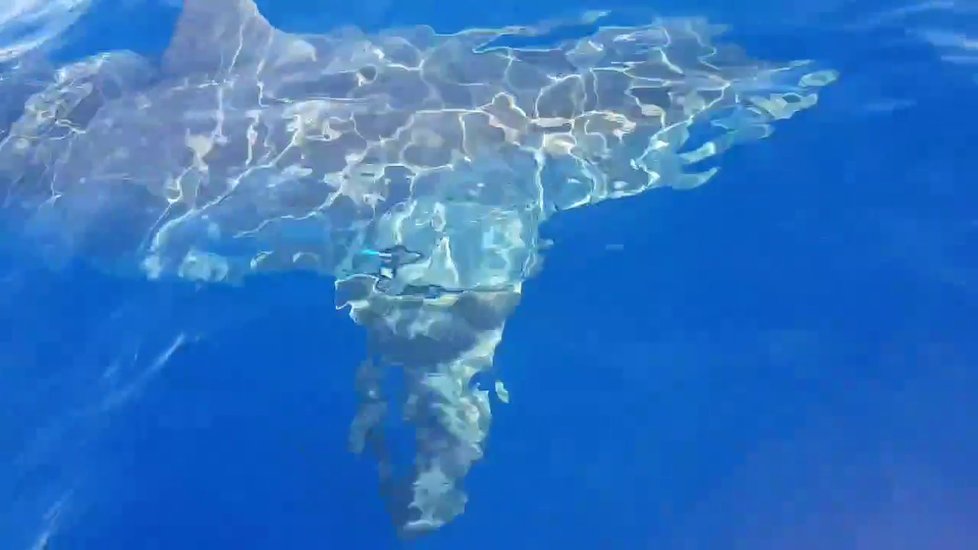 U italského ostrova Lampedusa kroužil šestimetrový žralok bílý kolem malé lodi.