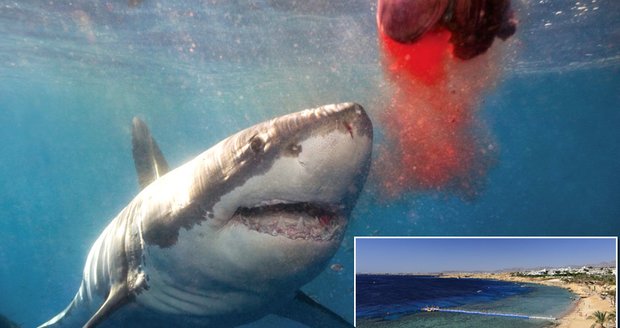Jen pár metrů od břehu oblíbeného letoviska pojídal pětimetrový žralok tělo ženy, Egypťané to chtěli utajit