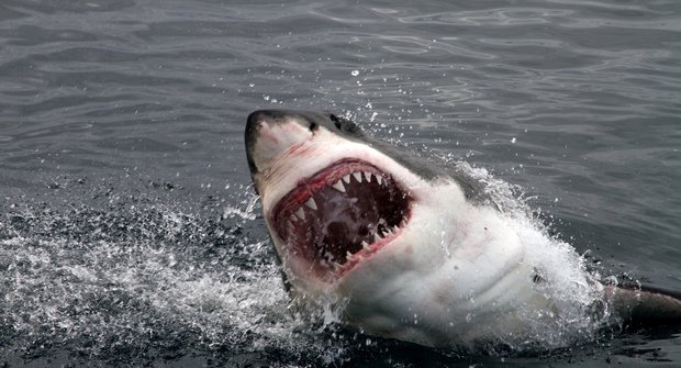 Revoluční kombinéza odolá zubům žraloka bílého. Ušil ji Australan