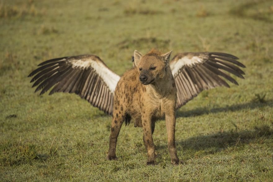Létající hyena
