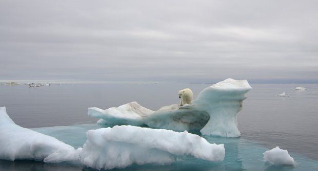 ABC 24/2012 Živá Arktida: Zvířata pod půlnočním sluncem