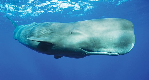 Planeta obrů: Velryby jako tanker?