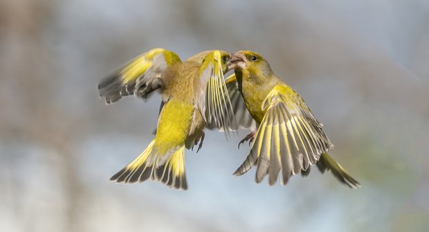 Ptáka roku 2022 ohrožuje „krmítková nákaza“