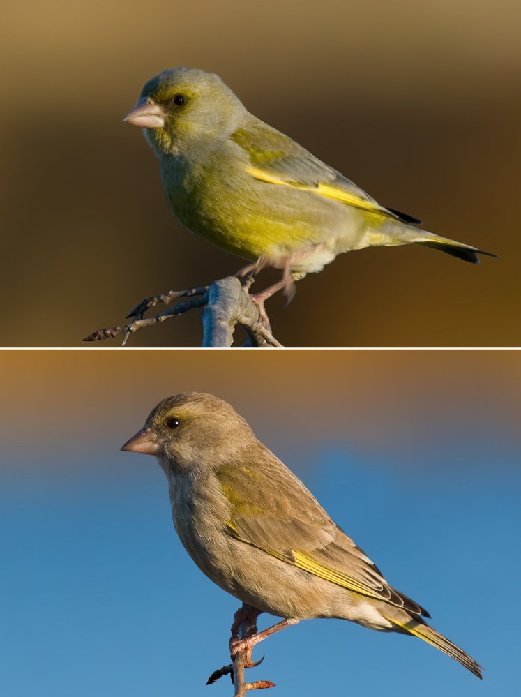 Sameček (nahoře) je barevnější než samička (dole)