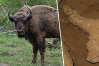 Nález jako hrom v Brně: Archeologové našli lebku pravěkého zubra starou 200 tisíc let