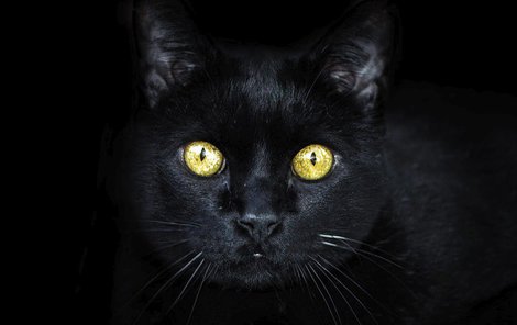černá kočička pop